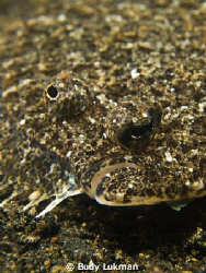 Flounder by Budy Lukman 